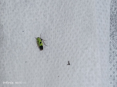 Nephotettix nigropictus