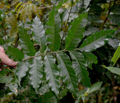 Cupaniopsis foveolata
