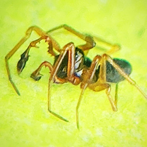 Teethed Dwarf Weaver