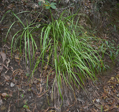 Carex indica