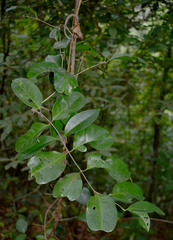 Salacia disepala