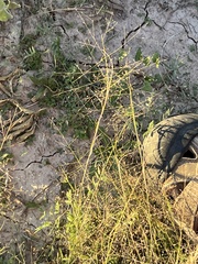 Eragrostis intermedia