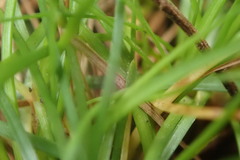 Isolepis