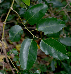 Cissus oblonga