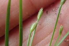 Isolepis