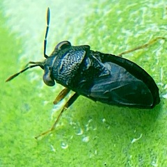 Geocoris uliginosus