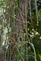 Dendrobium teretifolium