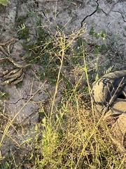 Eragrostis intermedia