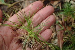 Isolepis
