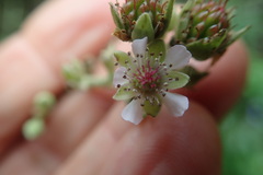 Rubus pinnatus