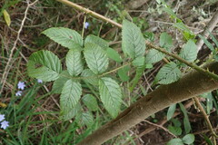 Rubus pinnatus