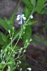 Trichostema arizonicum