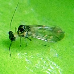 Teliapsocus conterminus