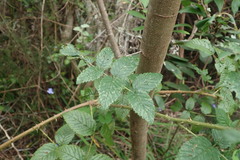 Rubus pinnatus