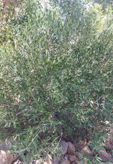 Olea