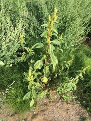 Amaranthus powellii