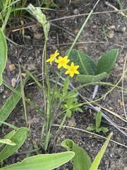 Hypoxis filiformis