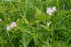 Geranium solanderi