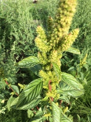 Amaranthus powellii
