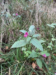 Impatiens glandulifera