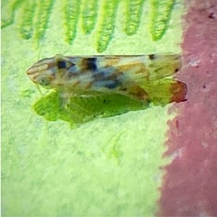 Erythroneura octonotata