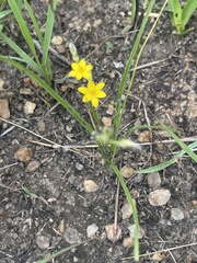 Hypoxis filiformis