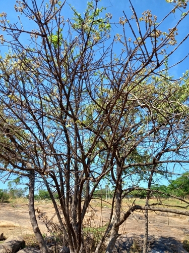 Vitex payos, photograph 3