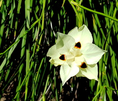 Dietes bicolor