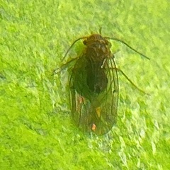Ectopsocidae