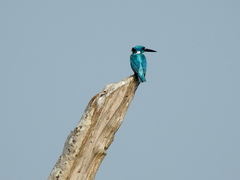 Alcedo coerulescens