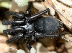 Gnaphosa lucifuga