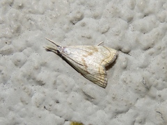 Haimbachia placidellus