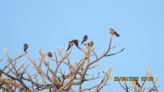 Cecropis senegalensis