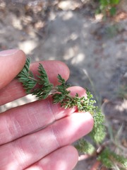 Pelargonium rapaceum