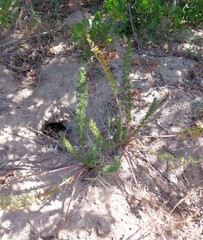 Pelargonium rapaceum