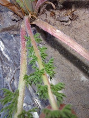 Pelargonium rapaceum