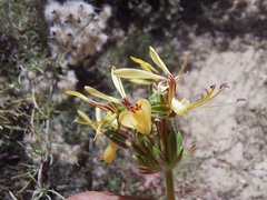 Pelargonium rapaceum