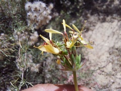 Pelargonium rapaceum