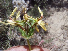 Pelargonium rapaceum