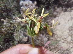 Pelargonium rapaceum