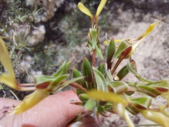 Pelargonium rapaceum