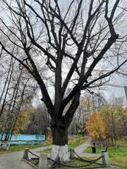 Quercus robur