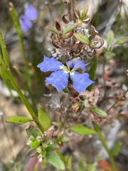 Dampiera stricta