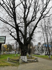Quercus robur