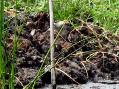 Acrocephalus australis