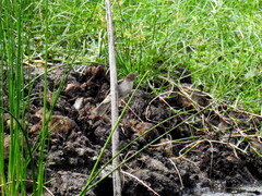 Acrocephalus australis