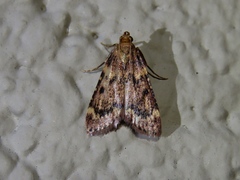Aglossa disciferalis