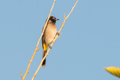 Pycnonotus xanthopygos