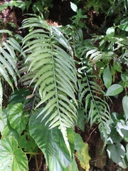 Asplenium wrightii
