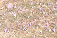Colchicum montanum